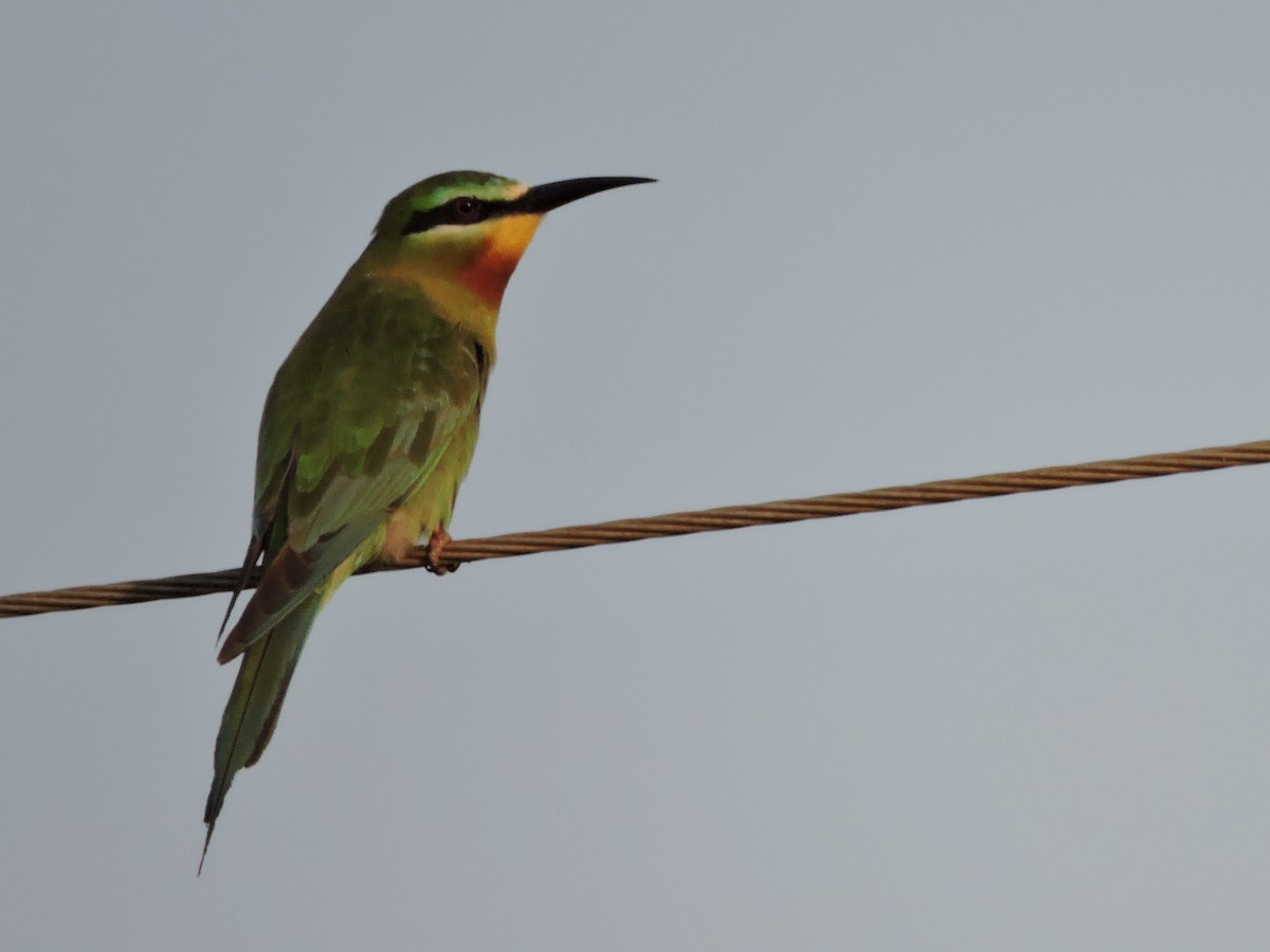 Blue-tailed Bee-eater - ML21135091