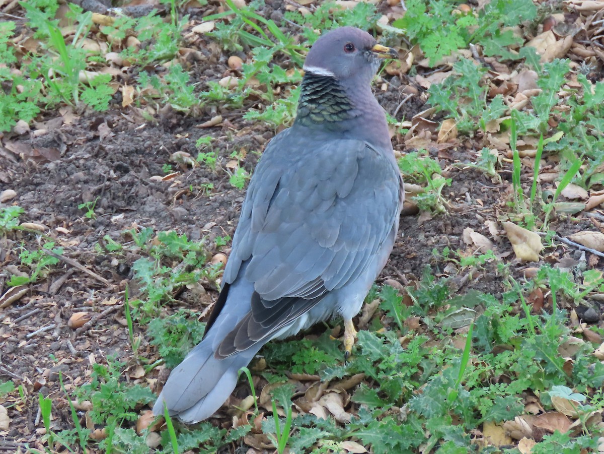 Band-tailed Pigeon - ML211350911