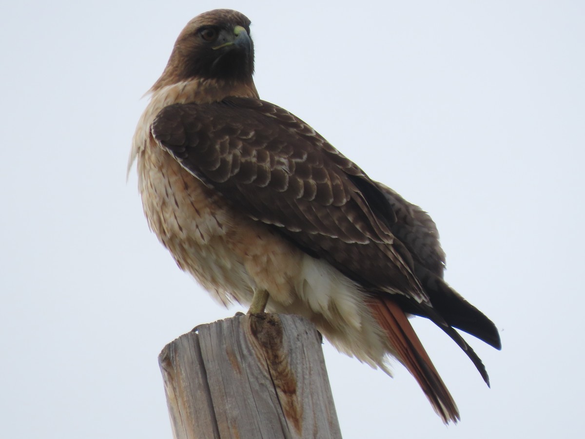 Red-tailed Hawk - ML211351291