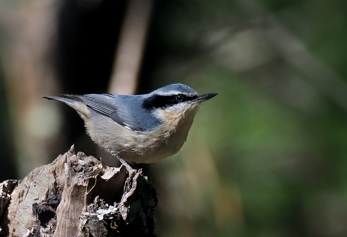 Yunnan Nuthatch - Andrew Spencer
