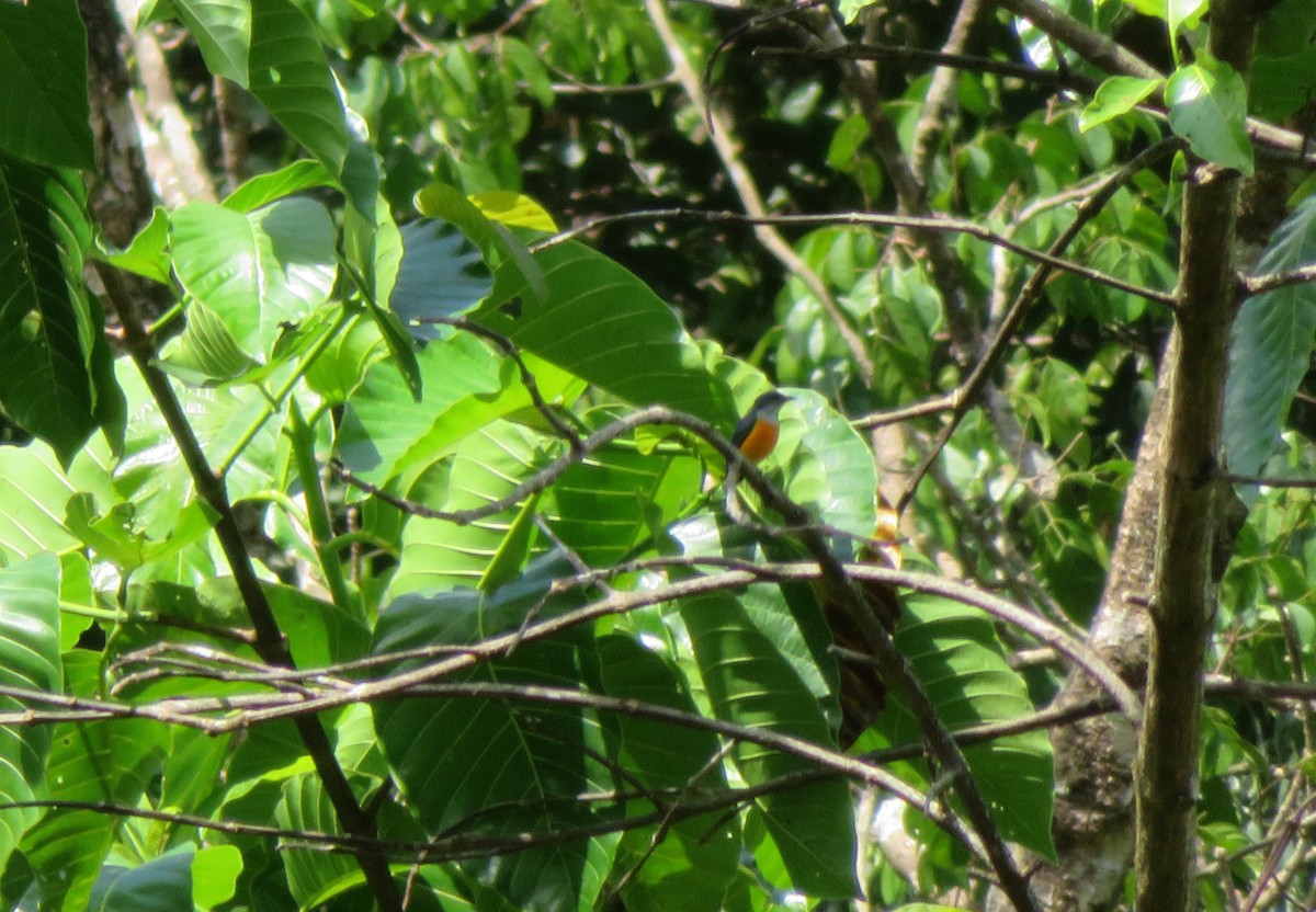 Orange-bellied Flowerpecker - Michael  Autin