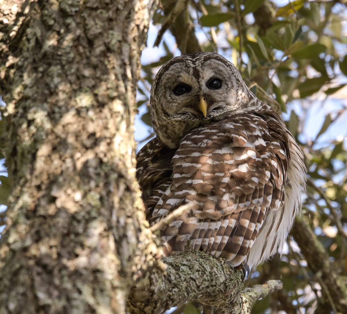 Barred Owl - ML211359271