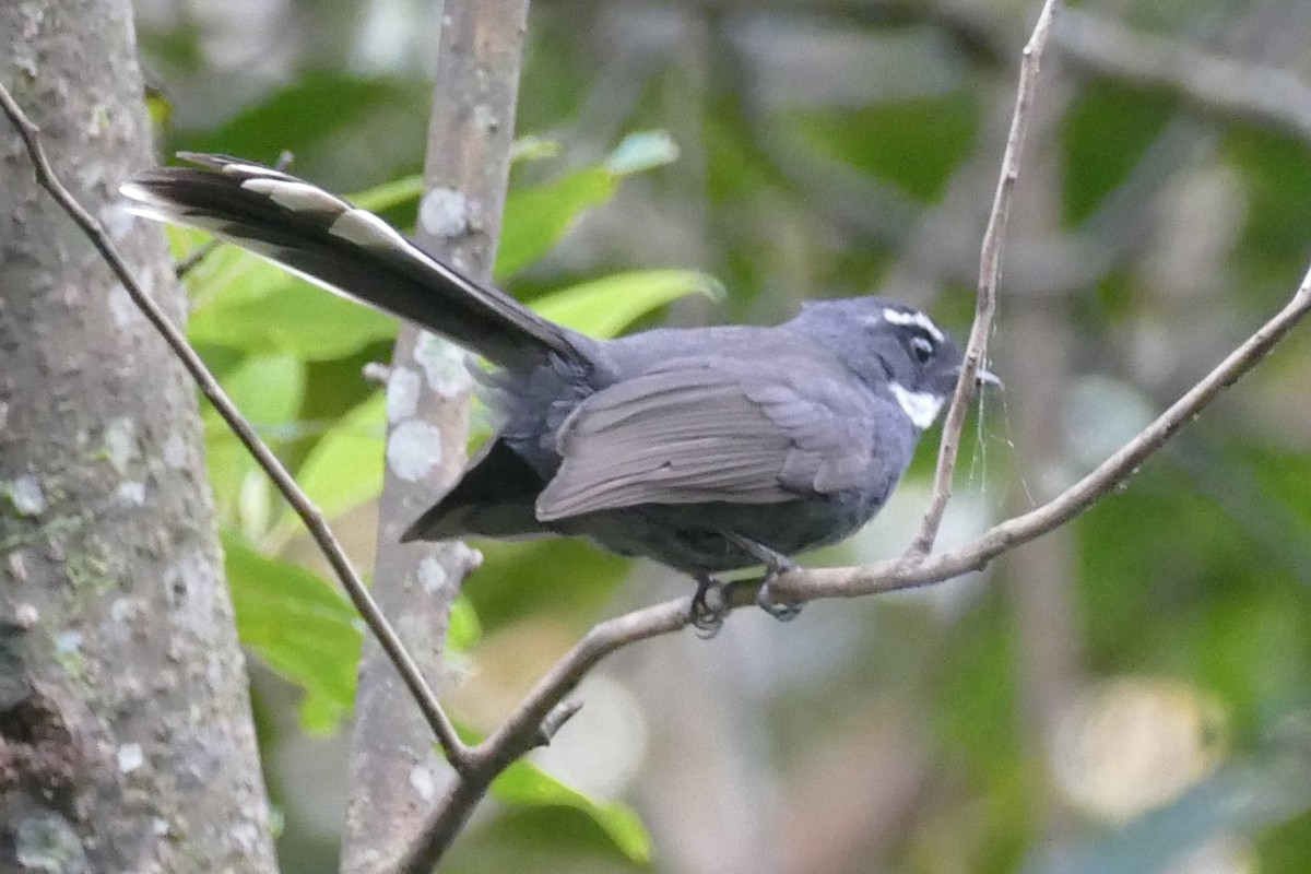 White-throated Fantail - ML21135981