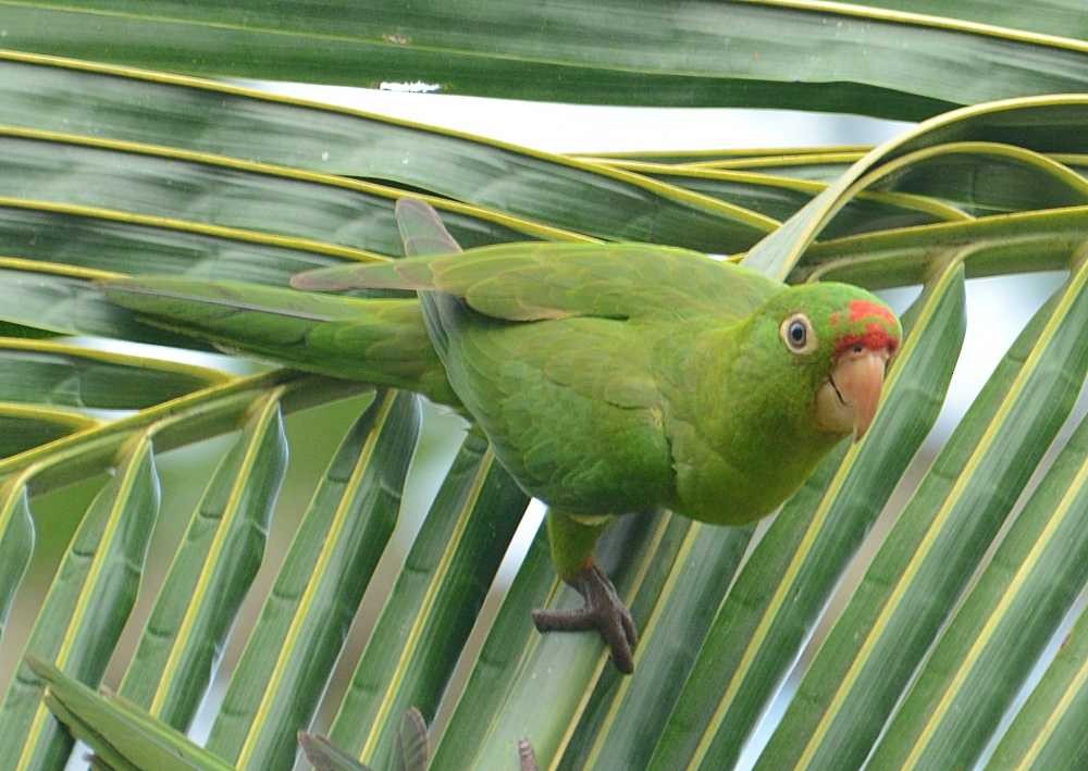 Crimson-fronted Parakeet - Jay Wilbur