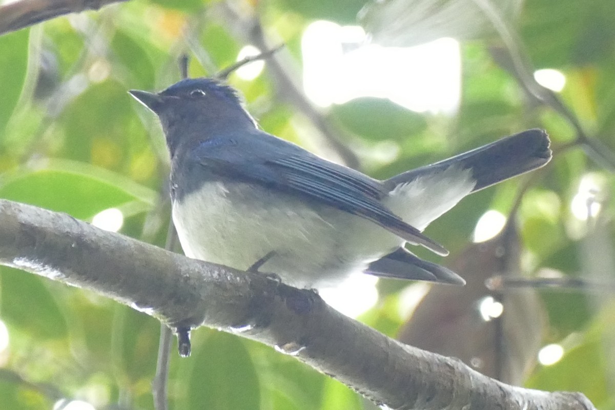 Blue-and-white Flycatcher - ML21136051