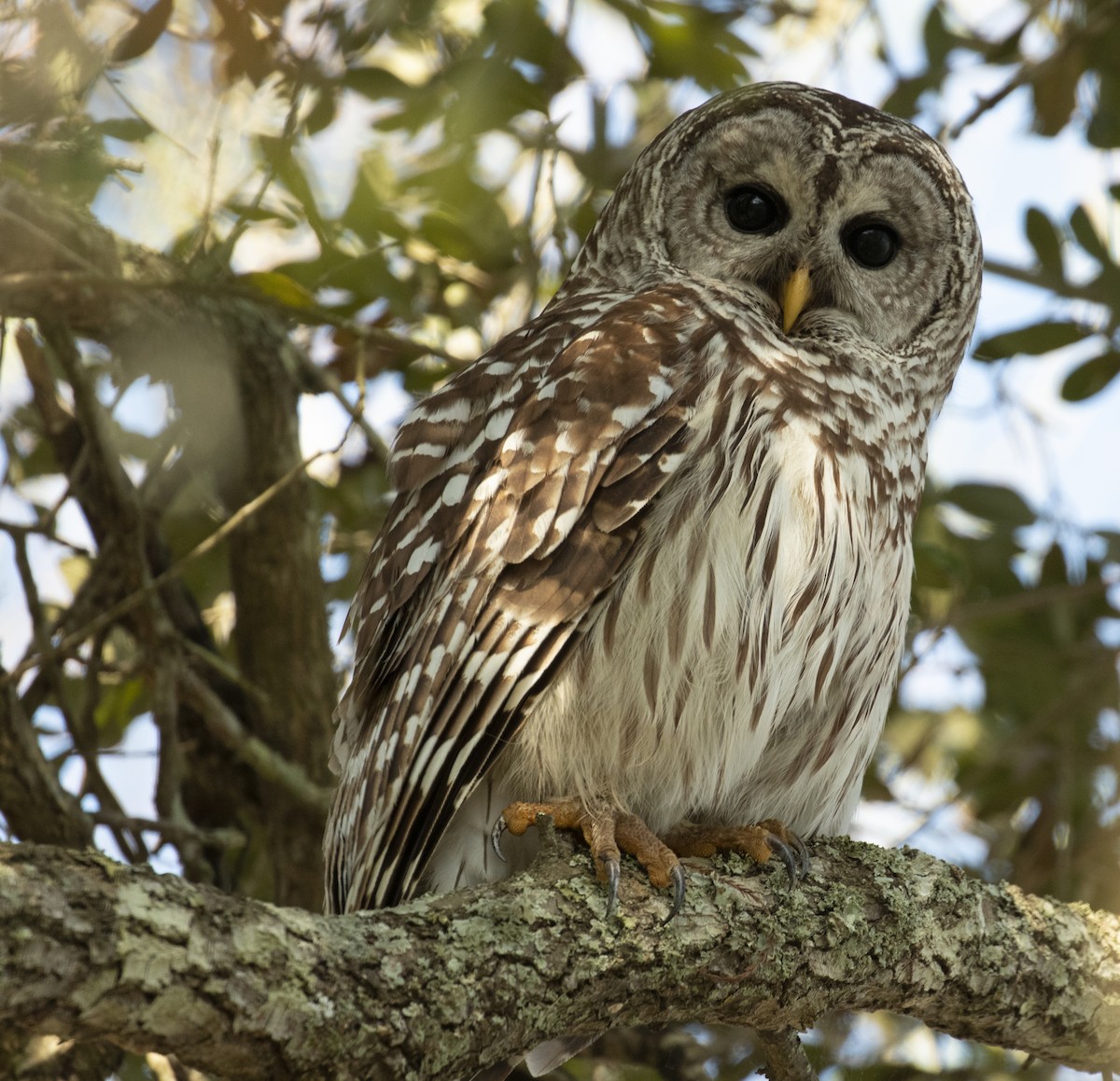 Barred Owl - ML211360721