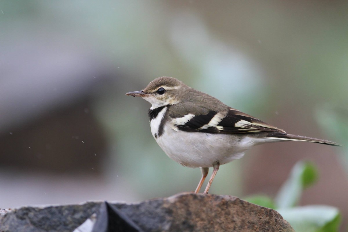 Forest Wagtail - Ting-Wei (廷維) HUNG (洪)