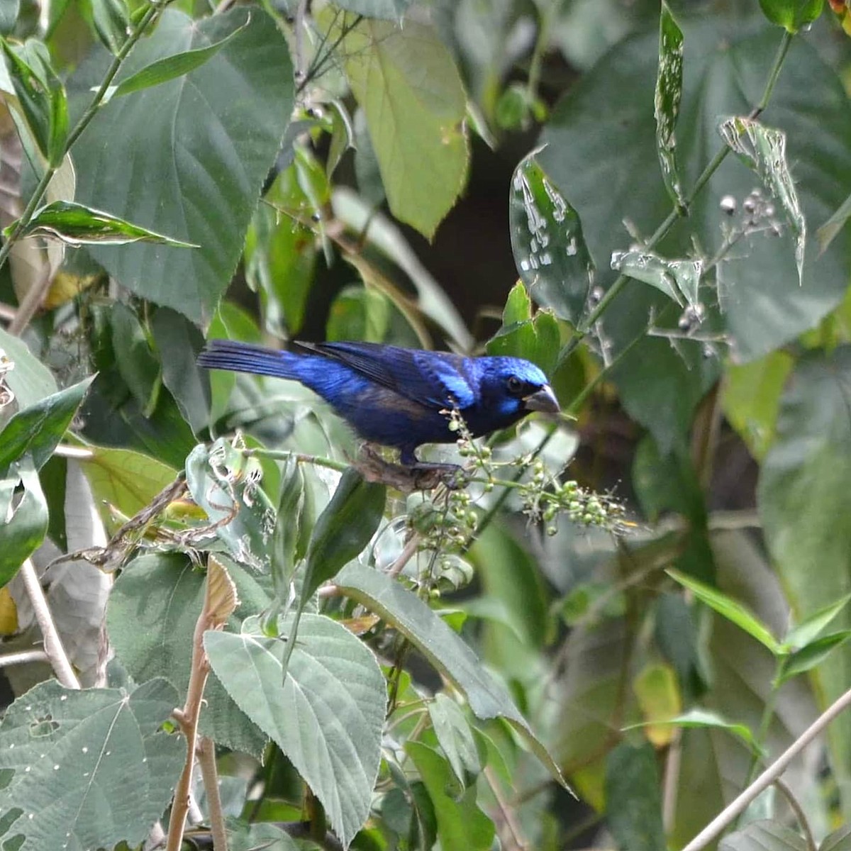 Blue Bunting (Middle America) - ML211363731