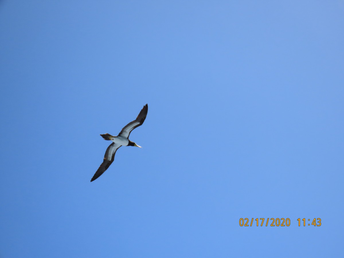 Brown Booby - ML211364721