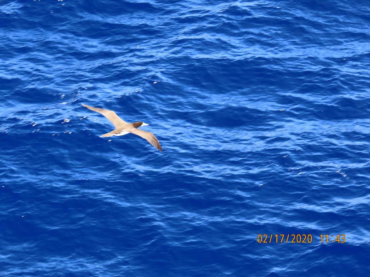 Brown Booby - ML211364741