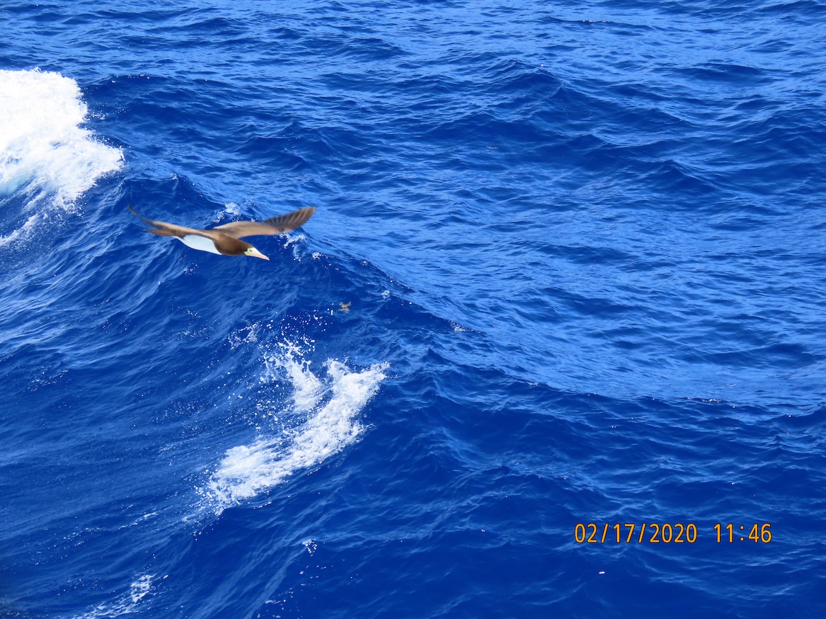 Brown Booby - ML211364751