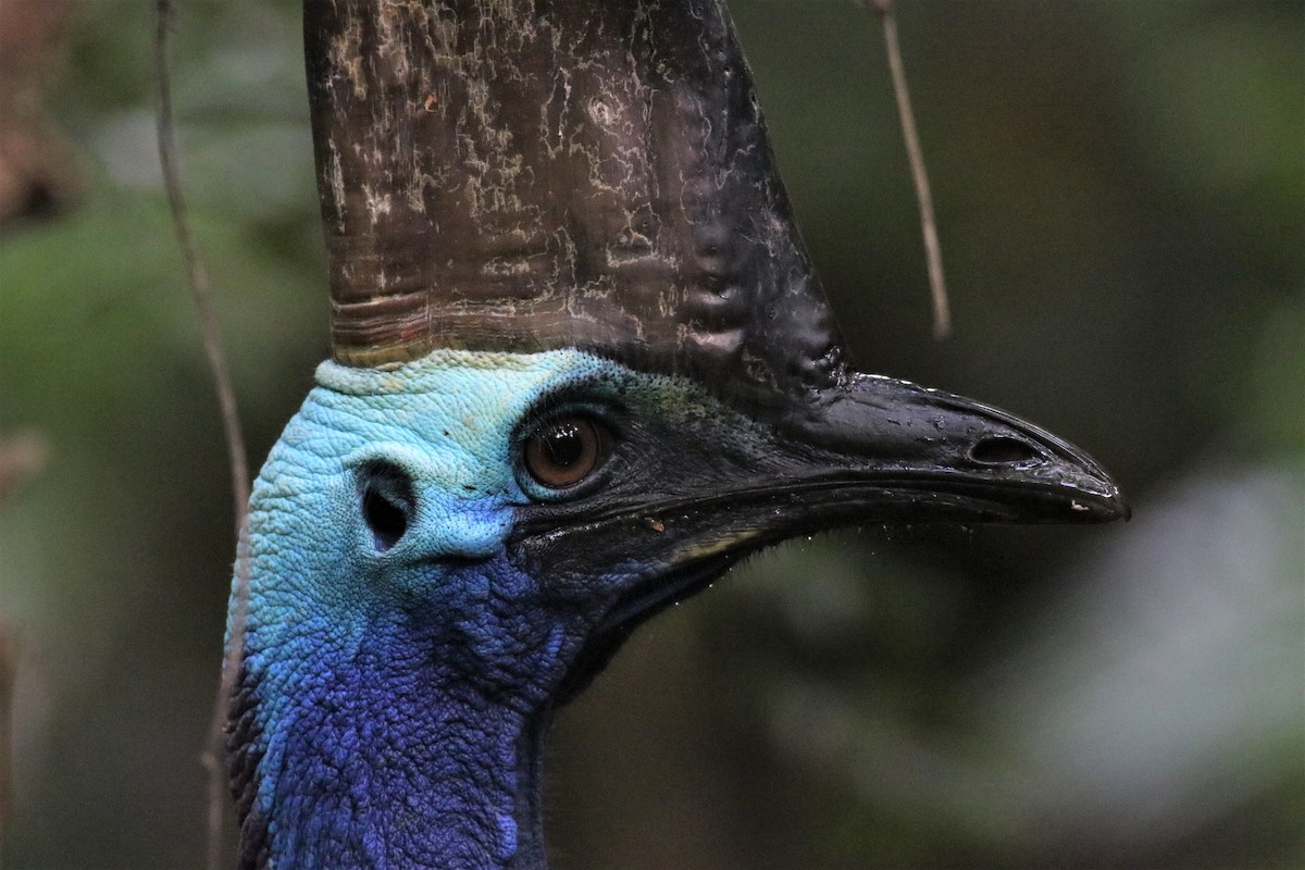 Southern Cassowary - ML211367441