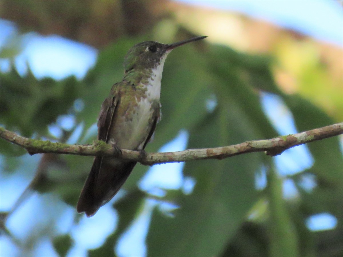 kolibřík azurovotemenný - ML211368451