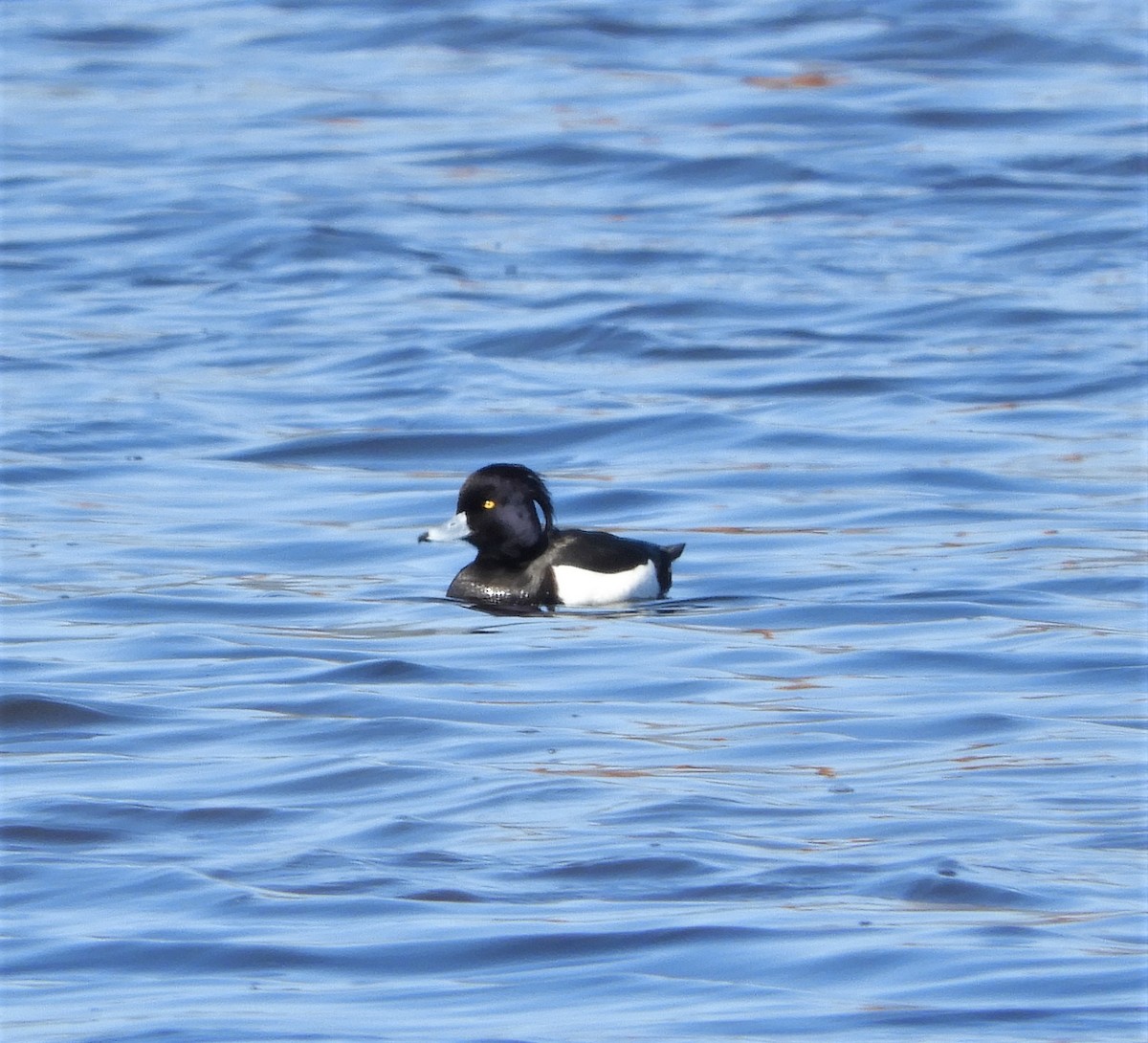 Tufted Duck - ML211369591