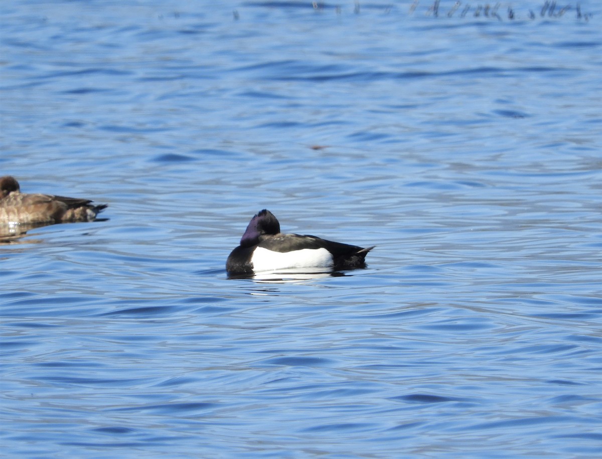 Tufted Duck - ML211369611