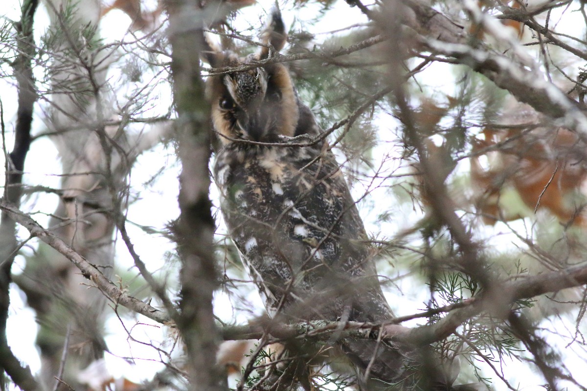 Long-eared Owl - ML211369771