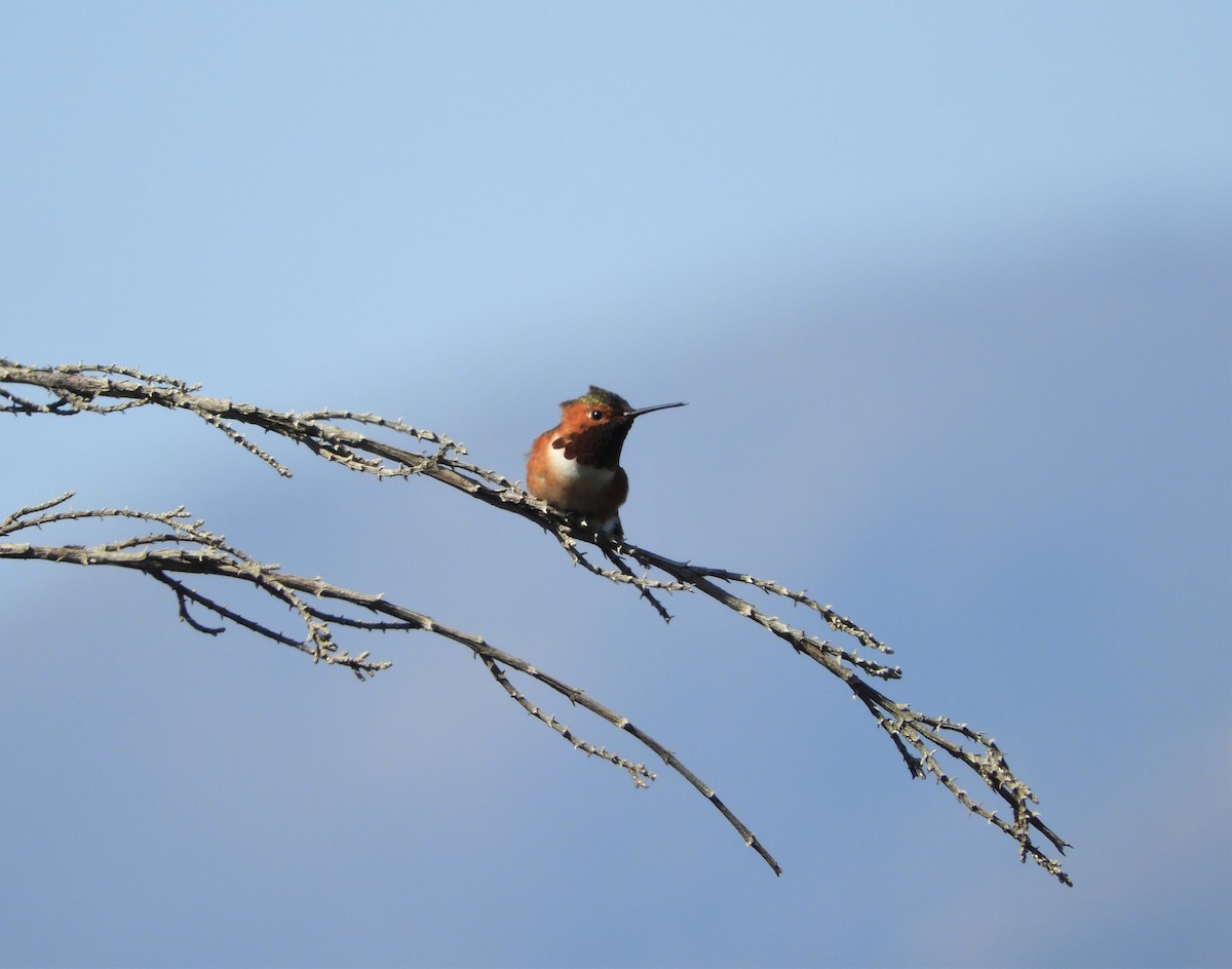 Allen's Hummingbird - brendan galvin