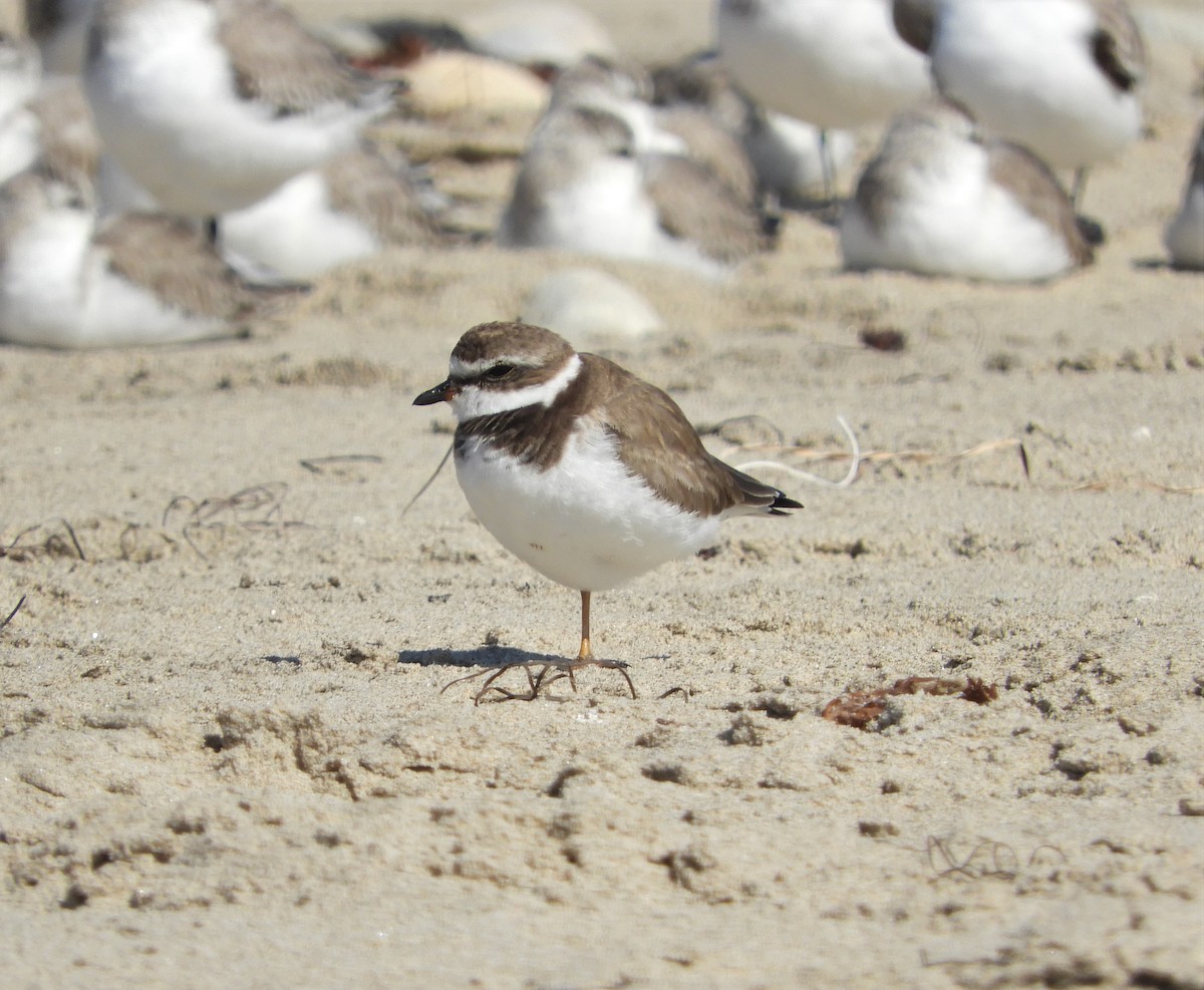 Semipalmated Plover - ML211369951