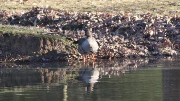 Greater White-fronted Goose - Nate Swick