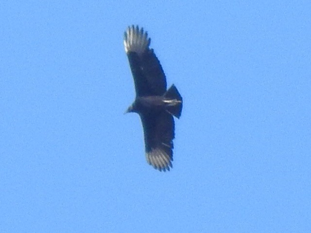 Black Vulture - ML211372381