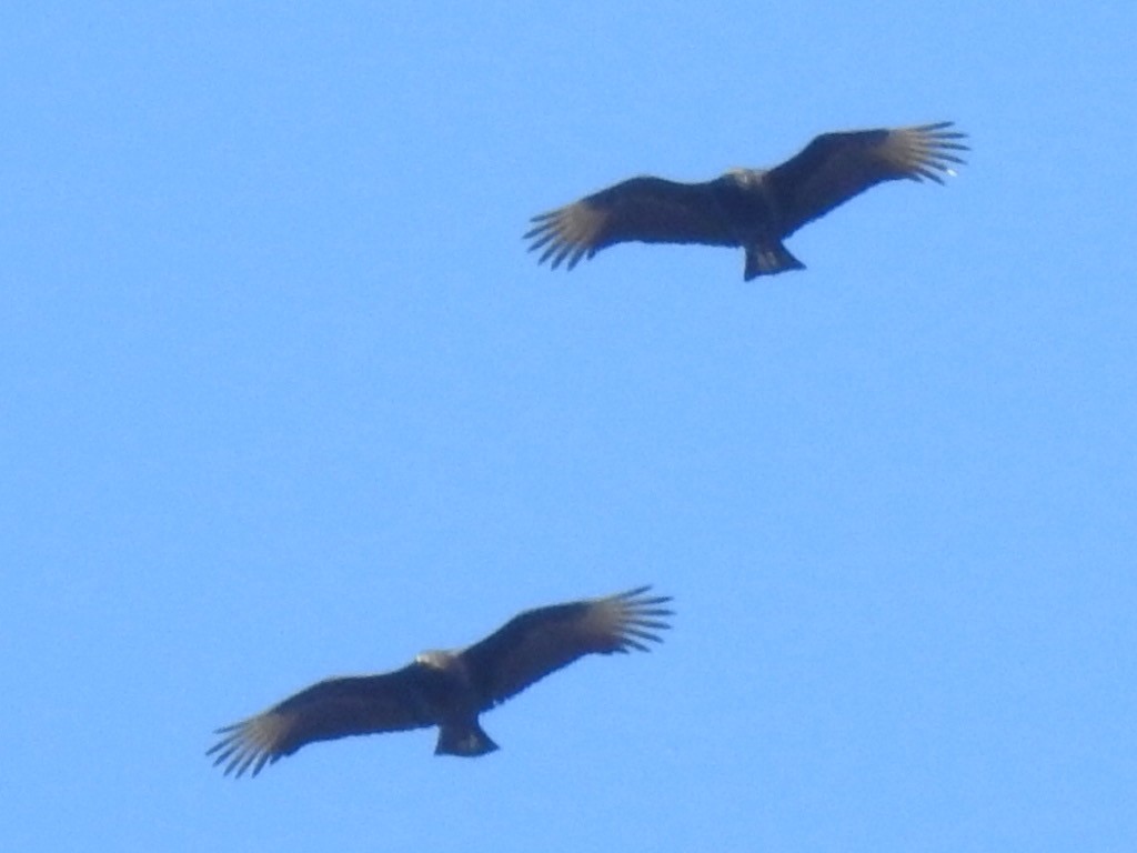 Black Vulture - Sue Finnegan