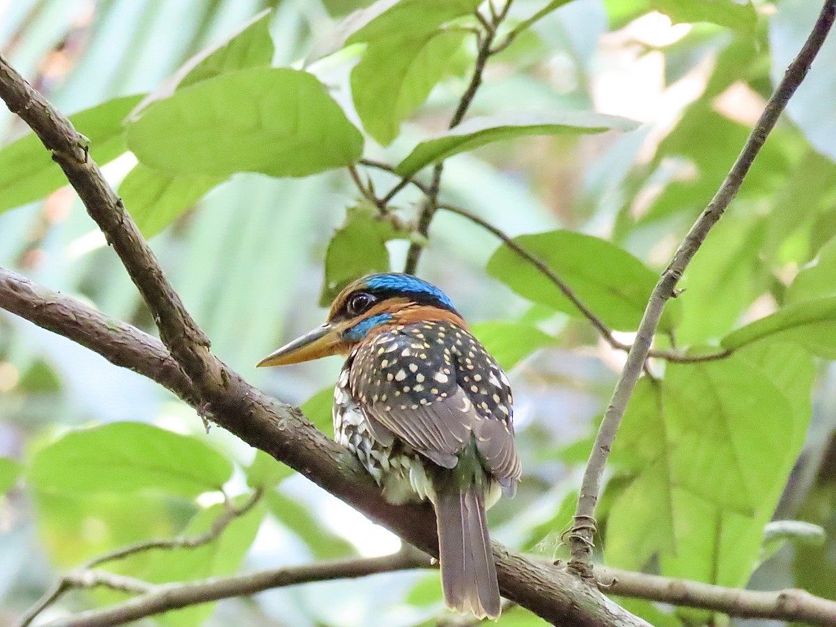 Spotted Kingfisher - ML211372691