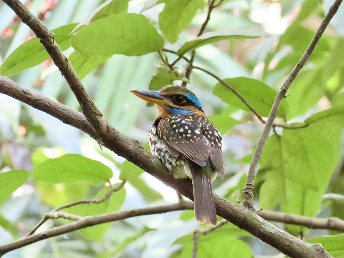 Spotted Kingfisher - ML211372701