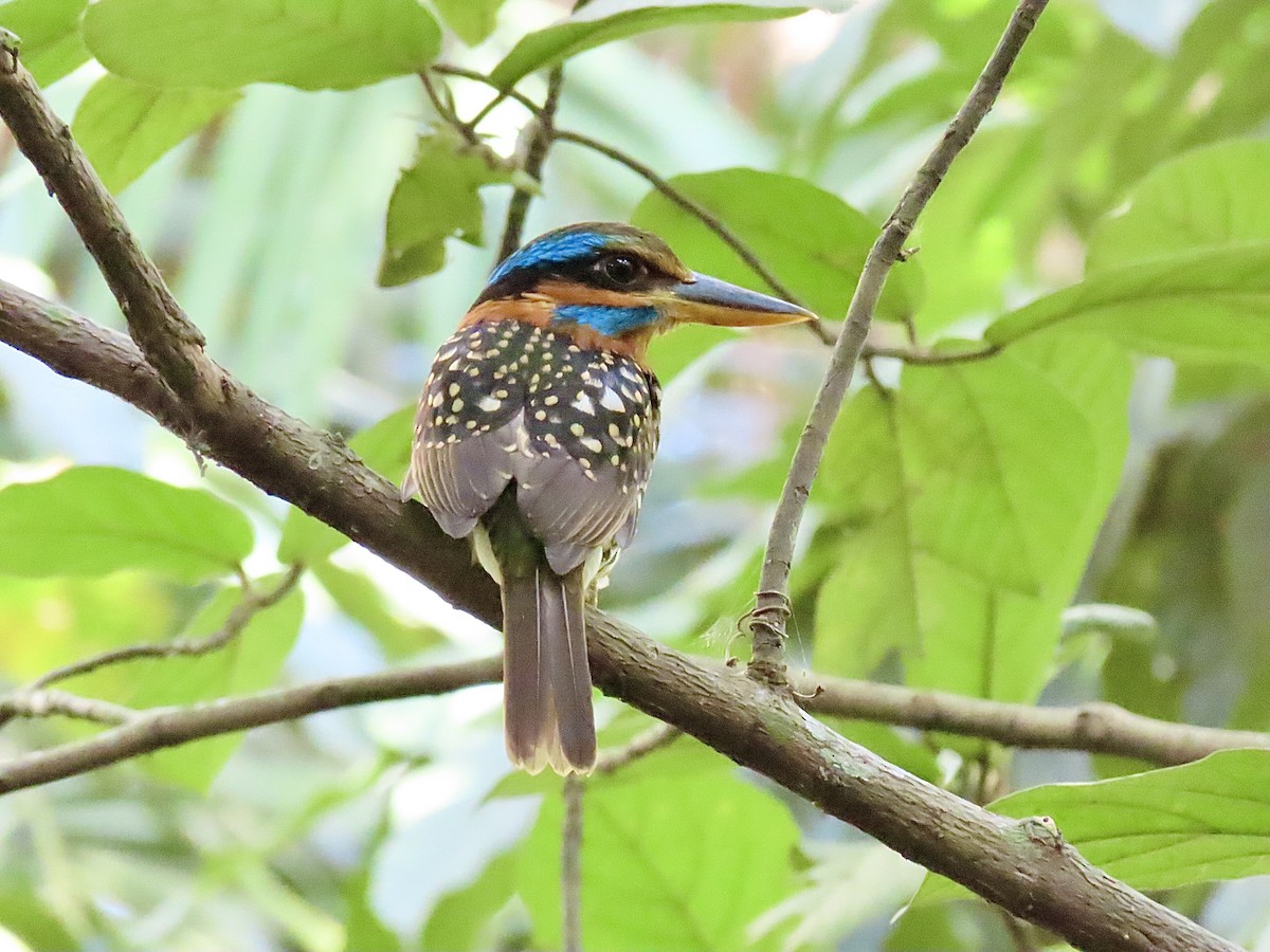 Spotted Kingfisher - ML211372711