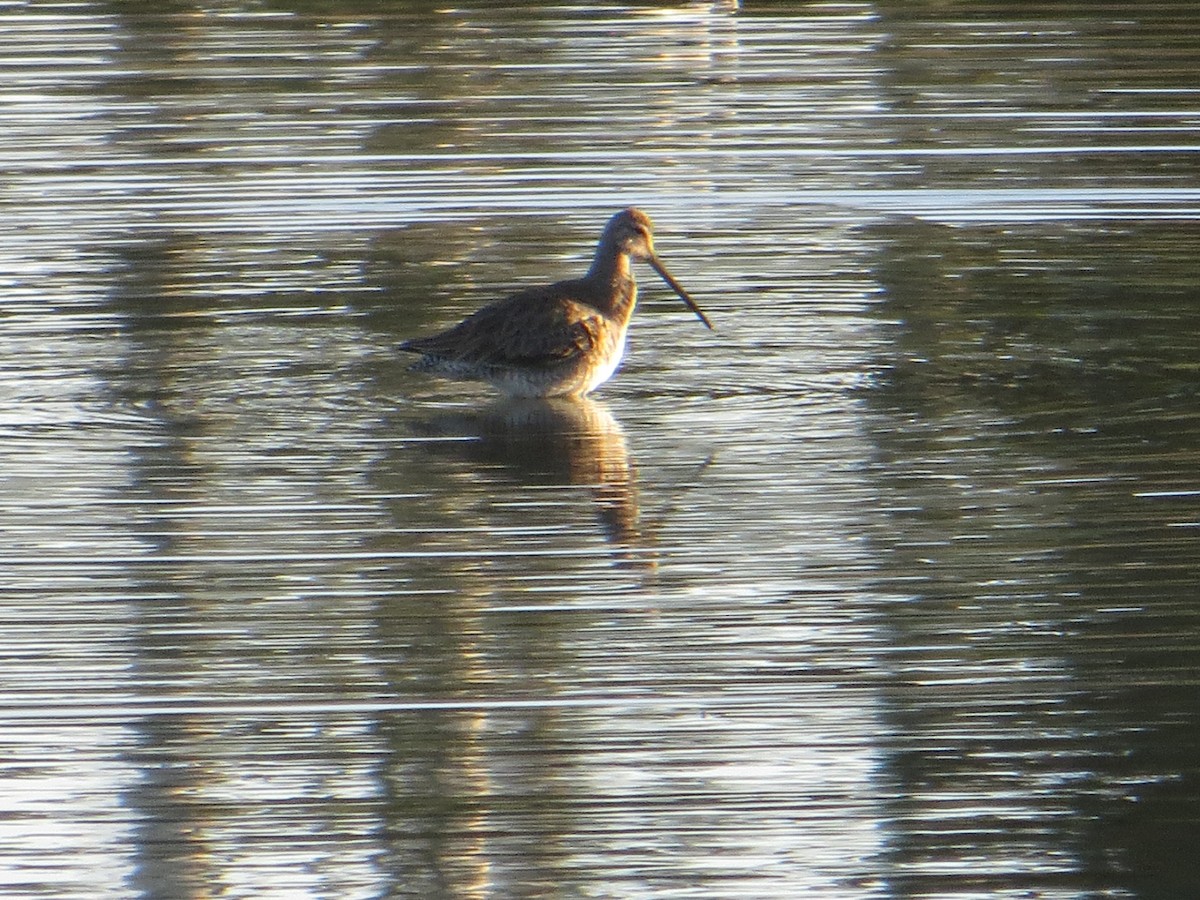 Long-billed Dowitcher - ML211373001