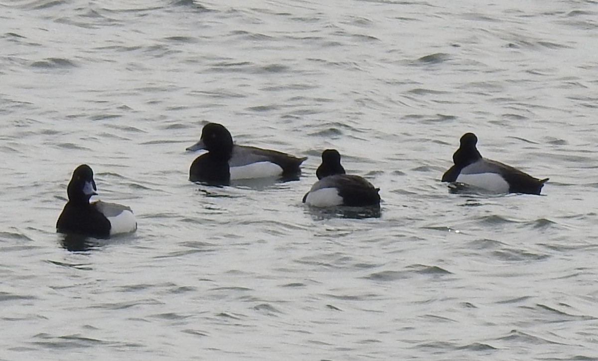 Greater Scaup - Scott Makepeace