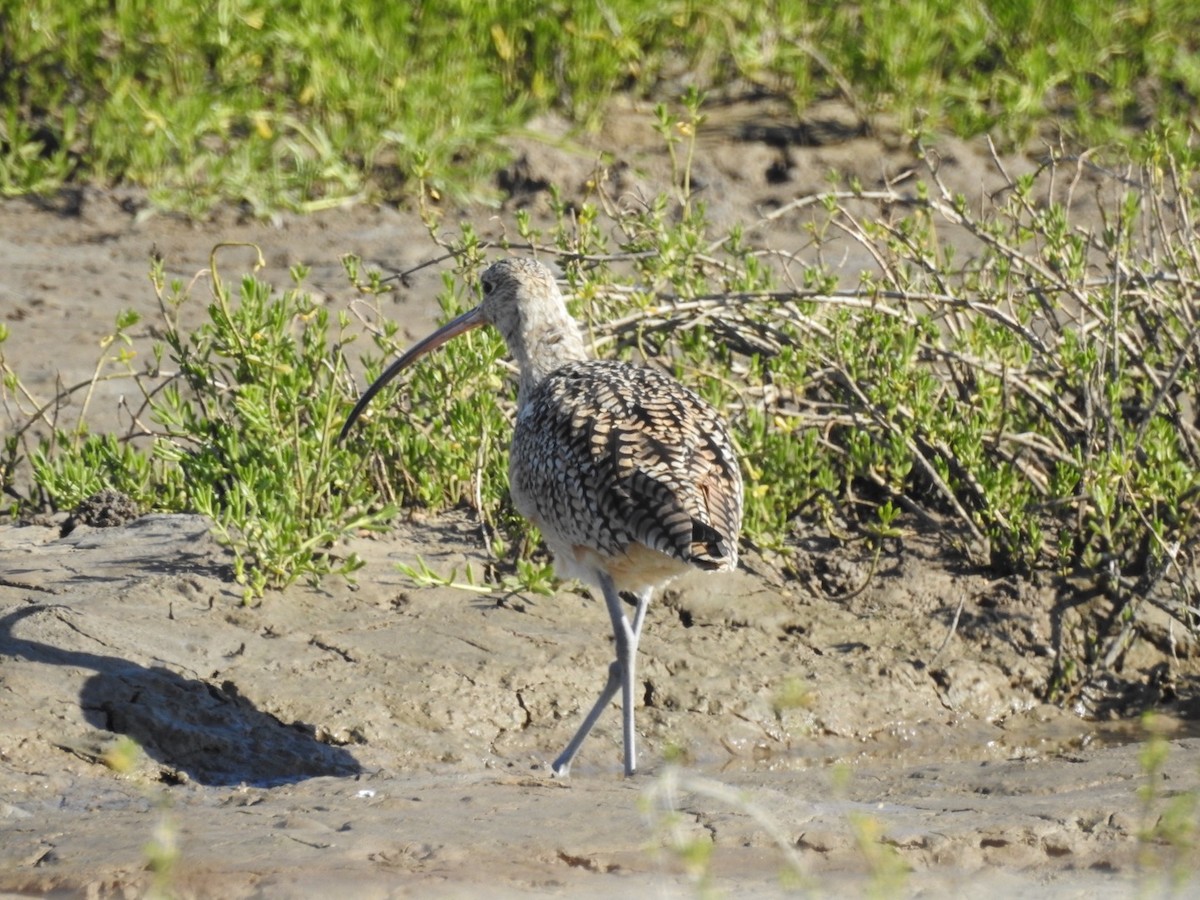 Long-billed Curlew - ML211374941