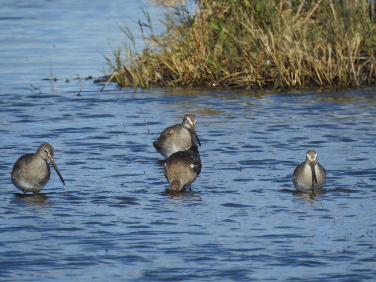 Long-billed Dowitcher - ML211375121