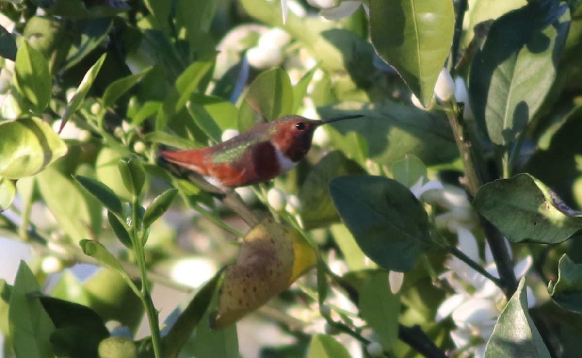 Allen's Hummingbird - Gary Leavens