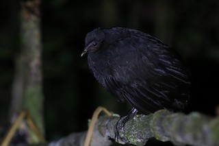 Dusky Megapode (Dusky), ML211378371