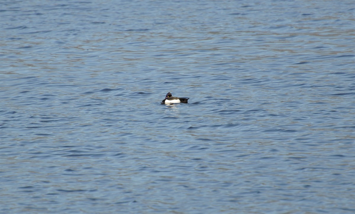 Tufted Duck - ML211381501