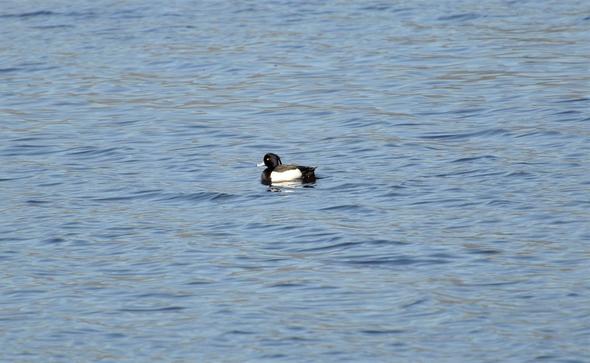 Tufted Duck - Paul Galvin