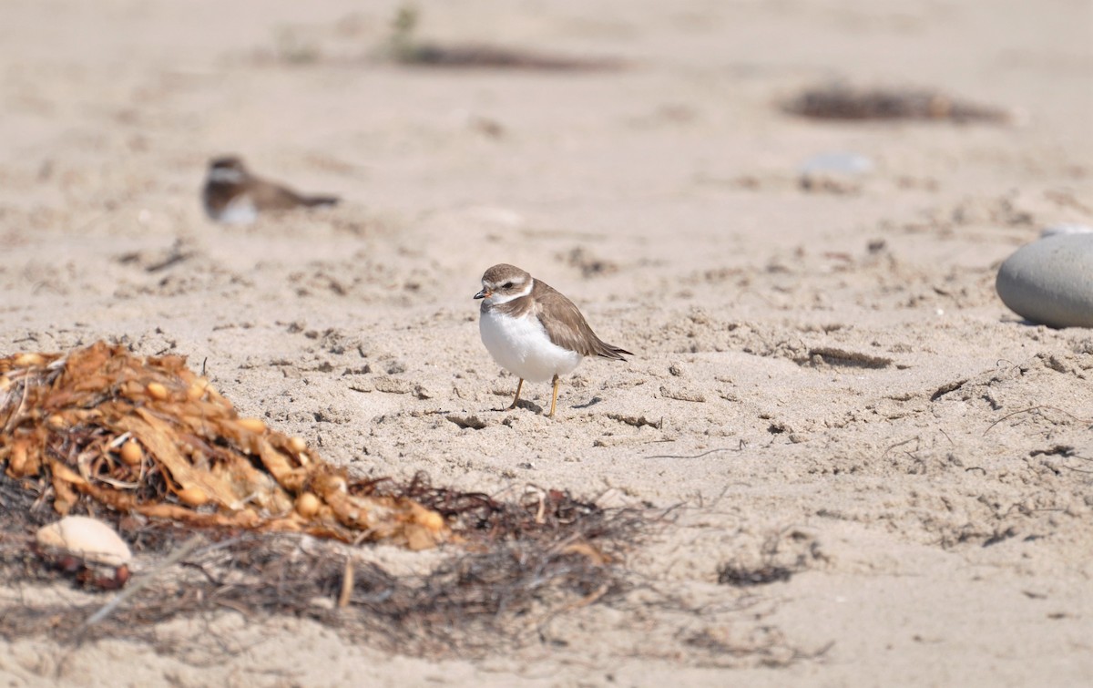 Semipalmated Plover - ML211381811