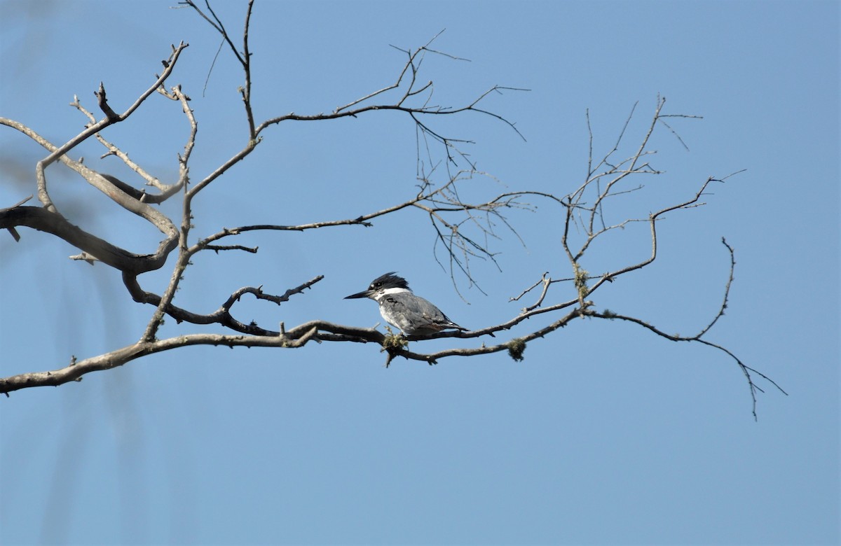 Belted Kingfisher - ML211382211