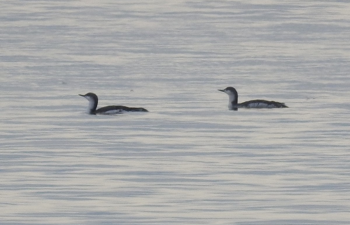 Red-throated Loon - ML21138341