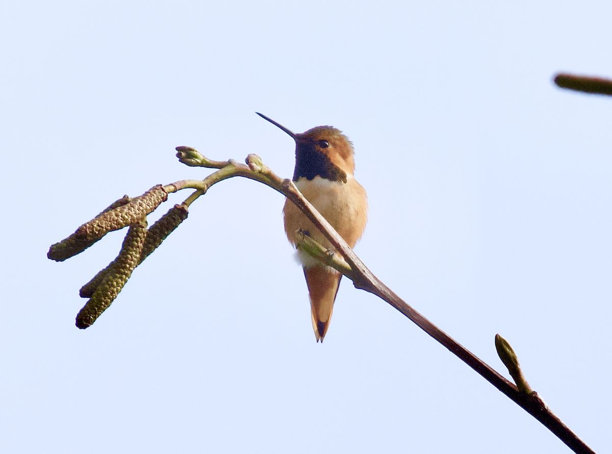 Allen's Hummingbird - ML211383771