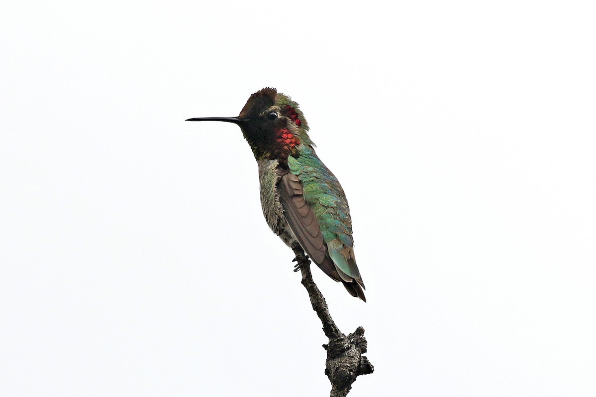 Anna's Hummingbird - David McQuade