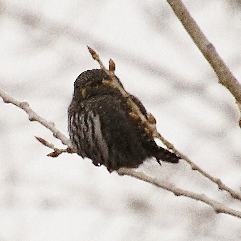Northern Pygmy-Owl - Marie Cecile Lee