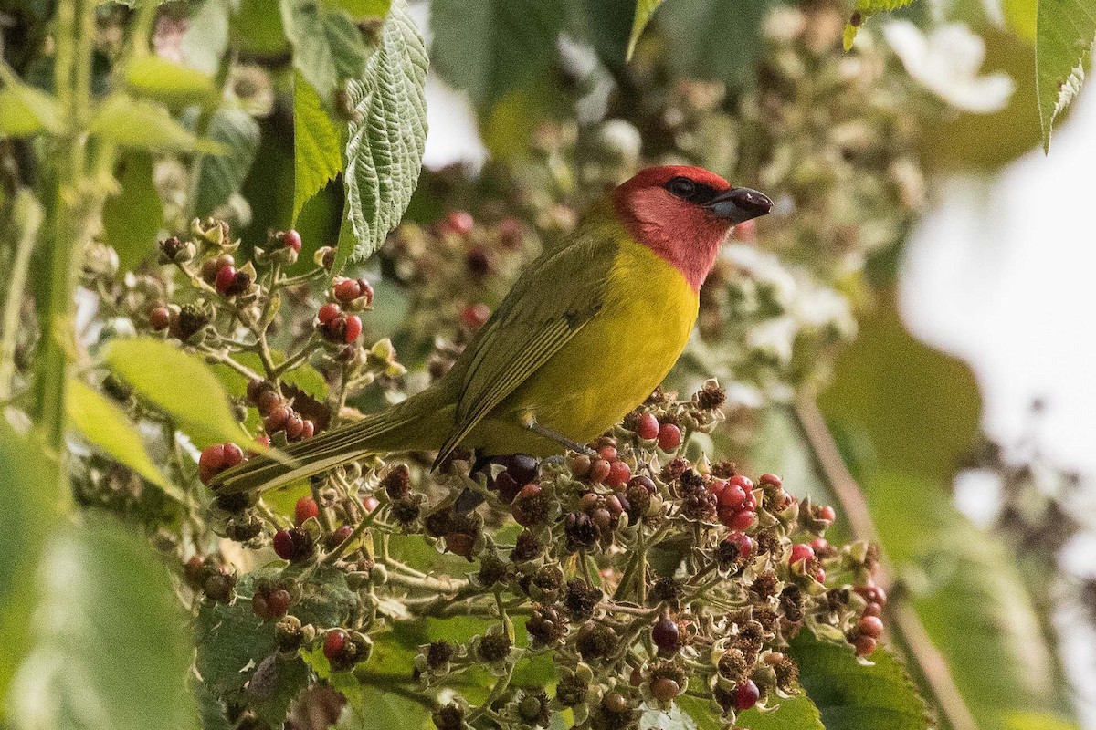 Red-headed Tanager - ML211387081
