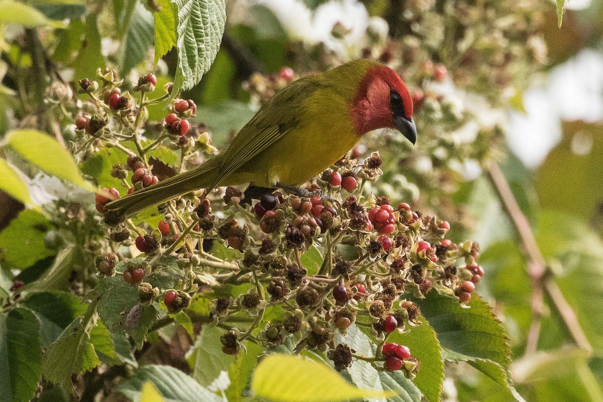 Red-headed Tanager - ML211387121