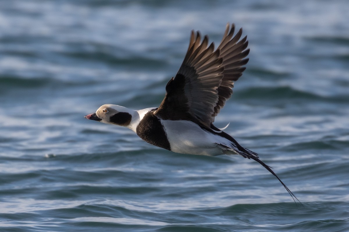 Long-tailed Duck - Eric Ellingson
