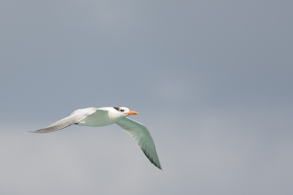 Royal Tern - Mark Field