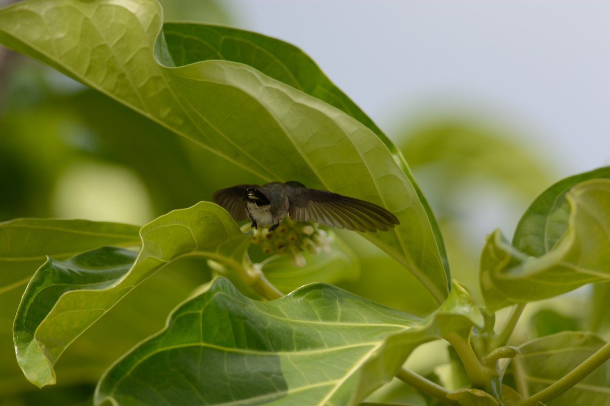 Vervain Hummingbird - Mark Field