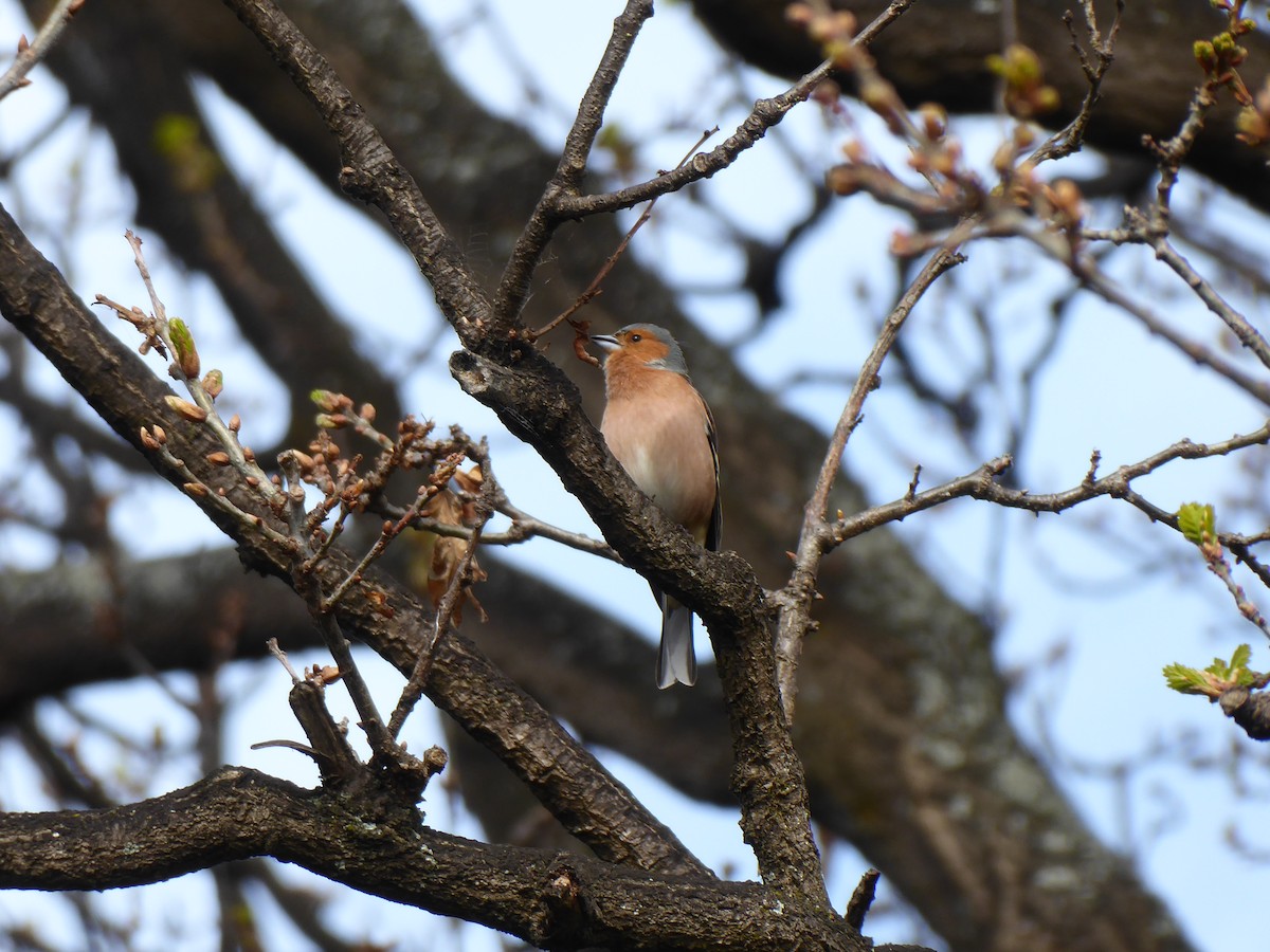 Common Chaffinch - Clay Gibbons