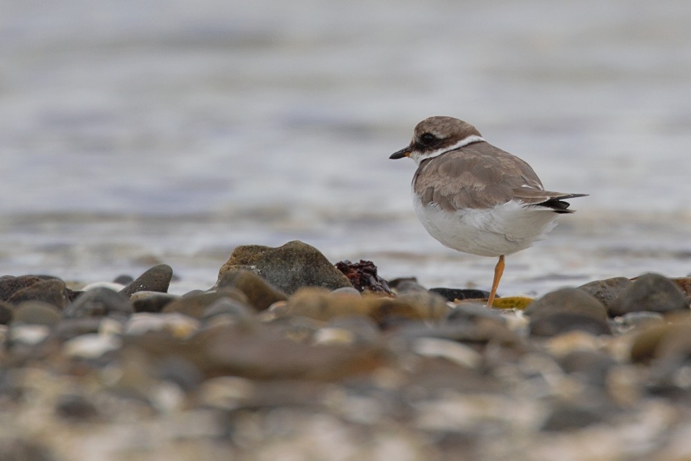 Common Ringed Plover - ML211393551