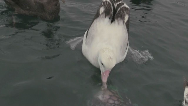 albatros stěhovavý/tristanský/jižní - ML211397321